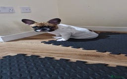 French Bulldog dogs for sale: French Bulldog - Image 15