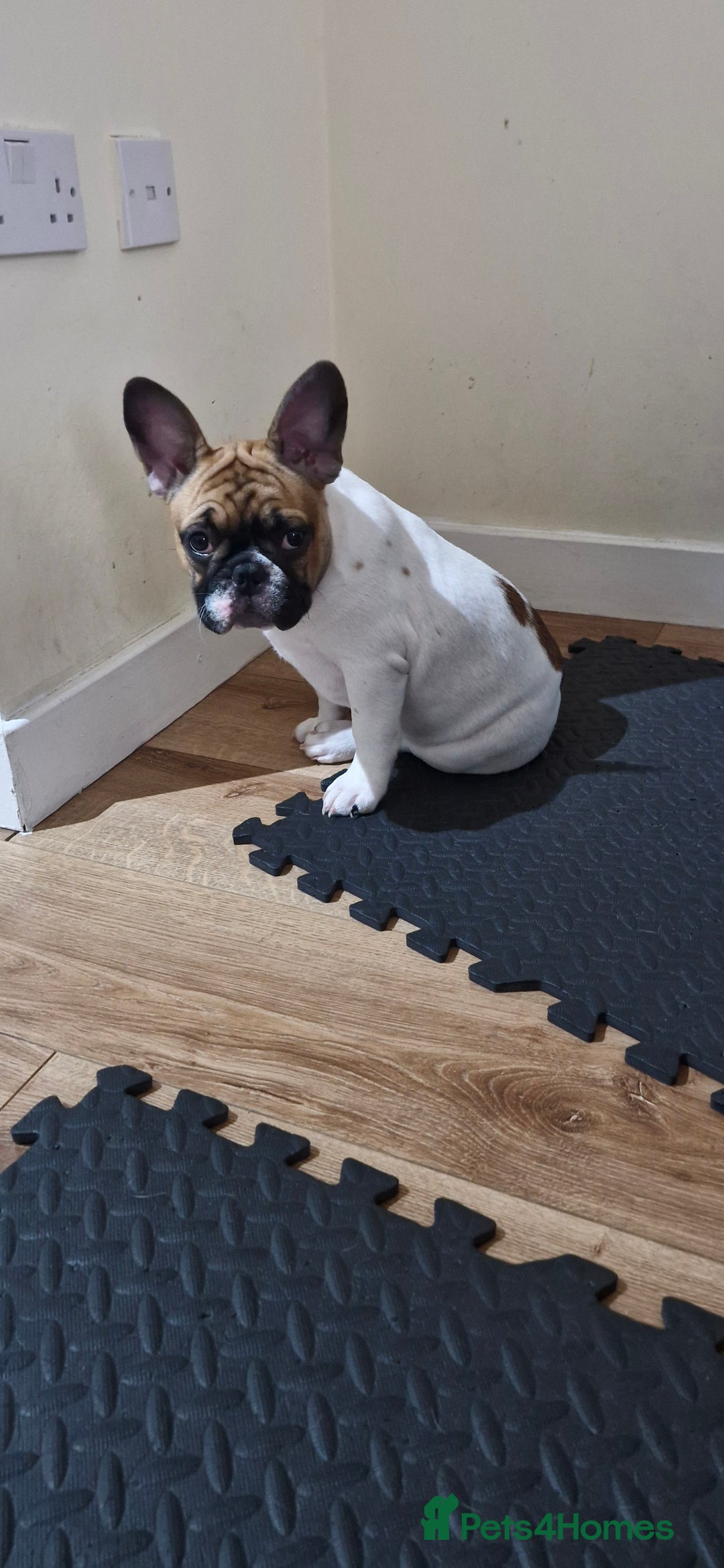 French Bulldog dogs for sale: French Bulldog - Image 15