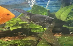 Angelfish fish for sale: Young Angel Fish - Image 8