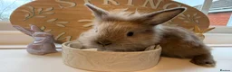 Mixed Breed rabbits for sale: Lion Head x Polish kits for sale (Mixed)  - Advert 2