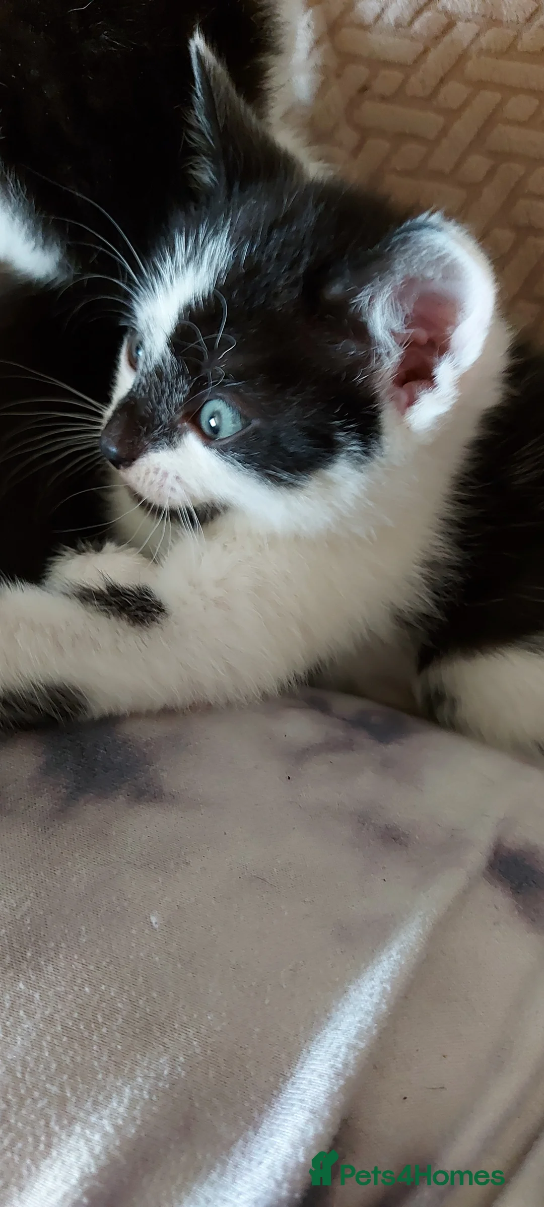 Mixed Breed cats for sale: 6 black and white kittens - Advert 18
