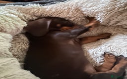 Miniature Dachshund dogs for sale: Female Miniature Dachshund  - Image 5