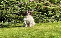 Sprocker dogs for sale: Sprocker puppies  - Image 2