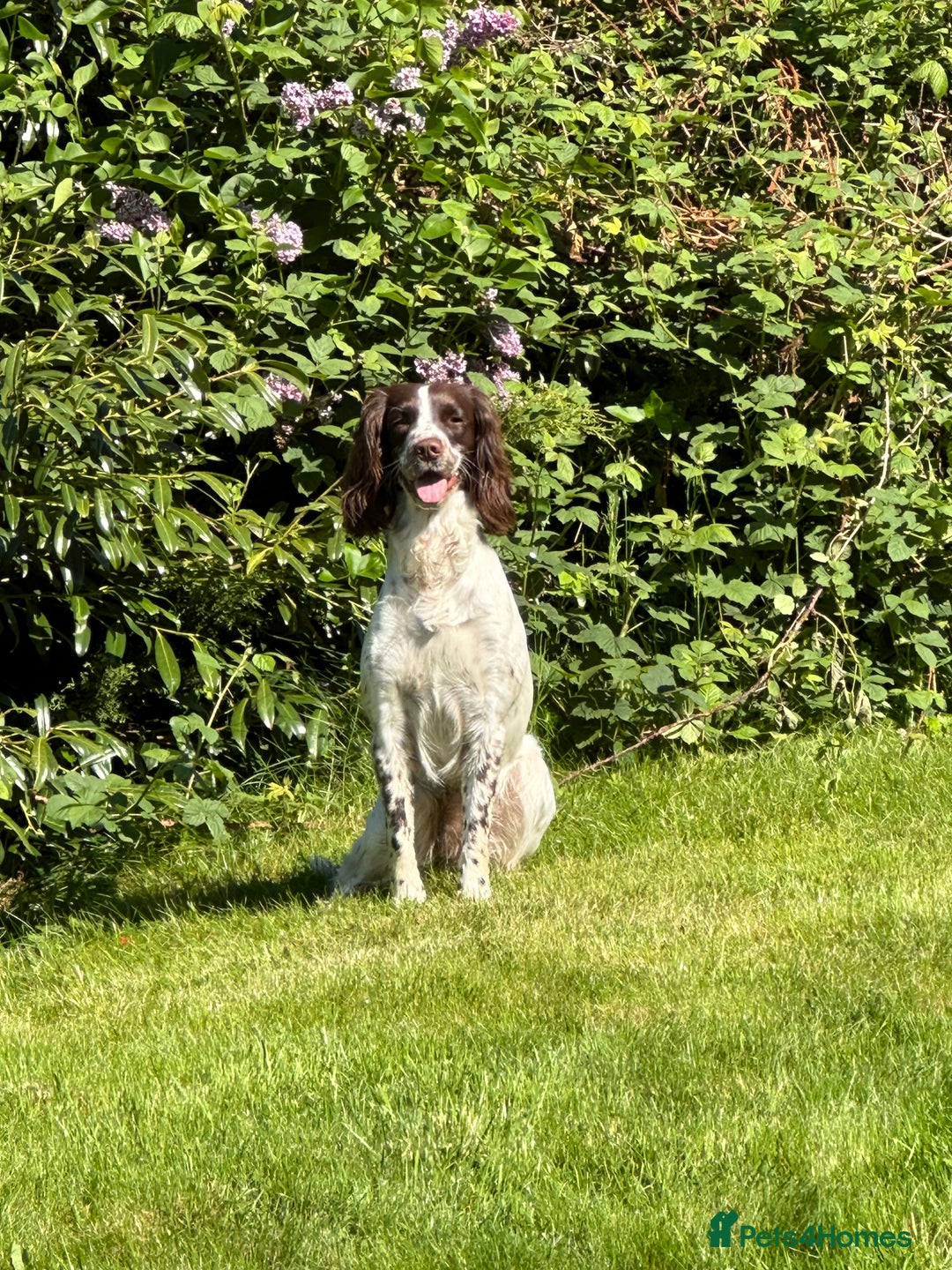 Sprocker dogs for sale: Sprocker puppies  - Image 2