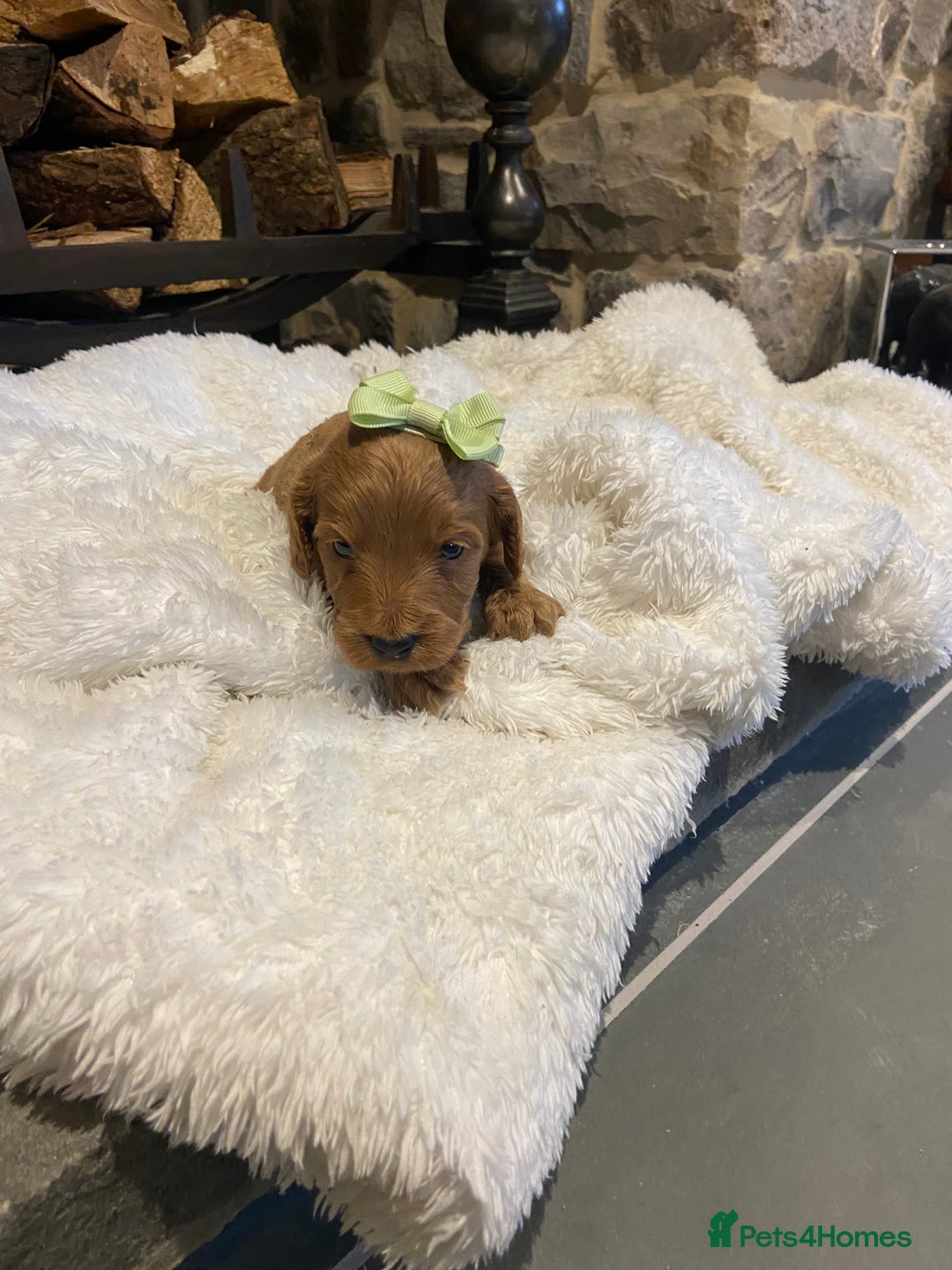 Cockapoo dogs for sale: Gorgeous litter of  F1 Cockapoo’s - Image 4