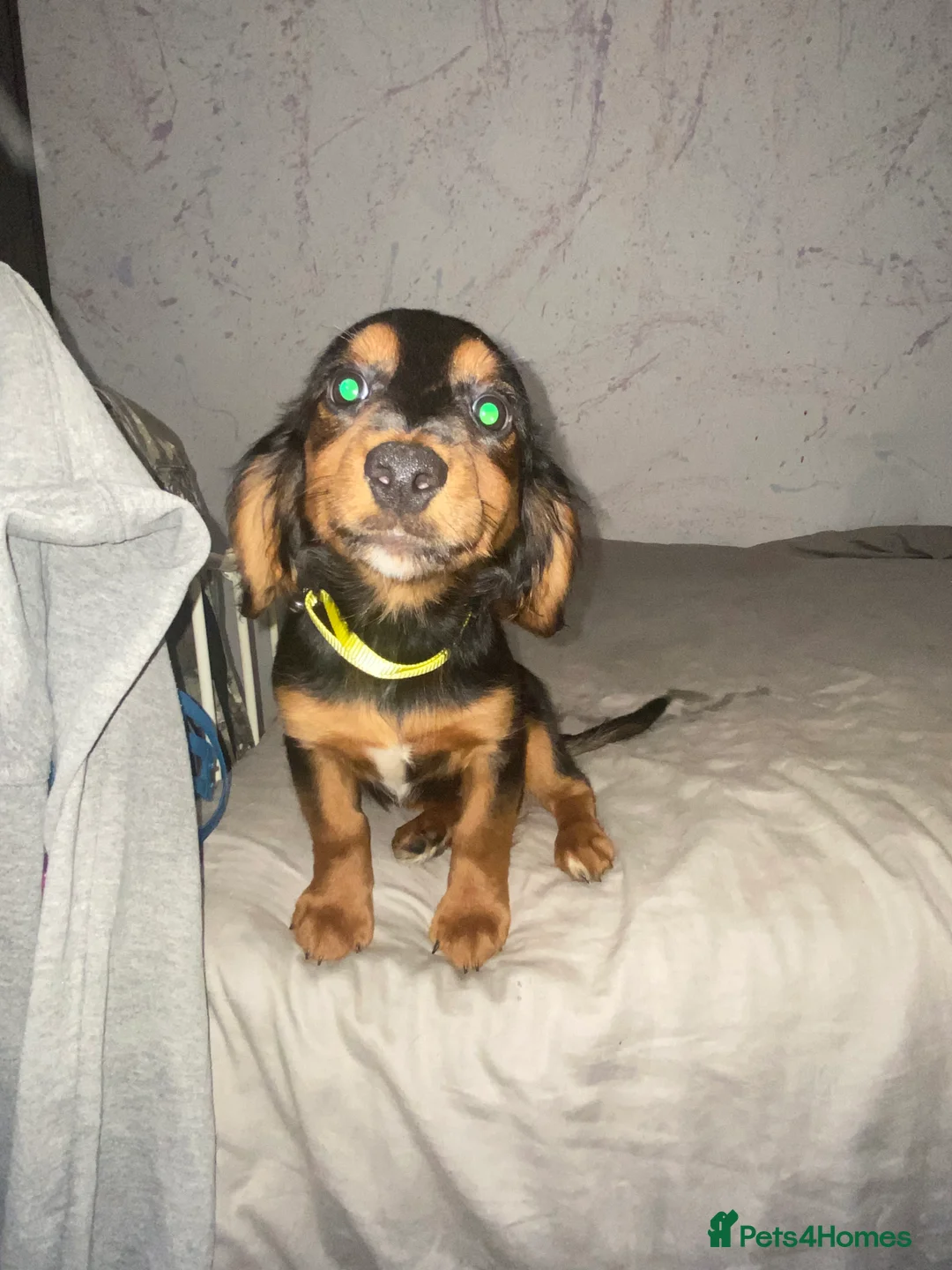 Mixed Breed dogs for sale: Sweet litter of pups for sale 2 males , 3 female in Stoke-on-Trent - Advert 13