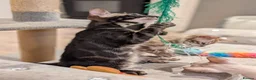 Bengal cats for sale: 🐆✨ TICA-Registered Bengals 🐆✨ - Advert 31