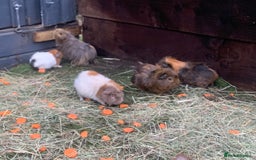 Guinea Pig rodents for sale: Guinea pigs!! - Image 4
