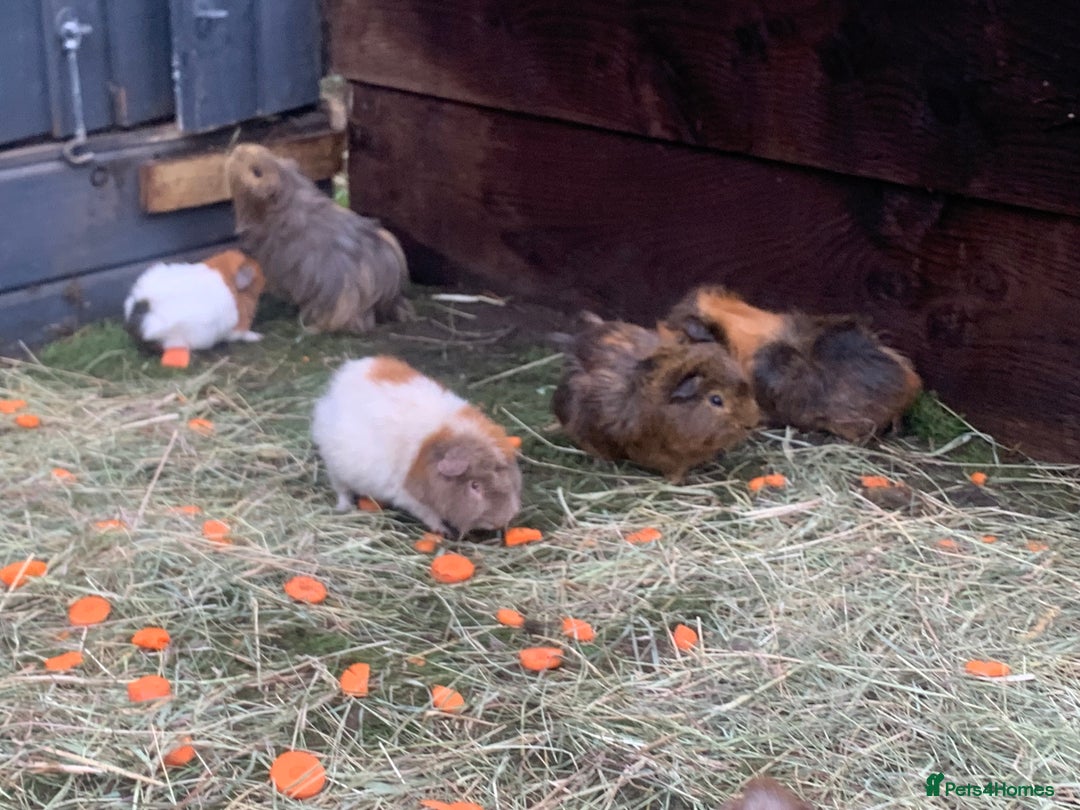Guinea Pig rodents for sale: Guinea pigs!! - Image 4