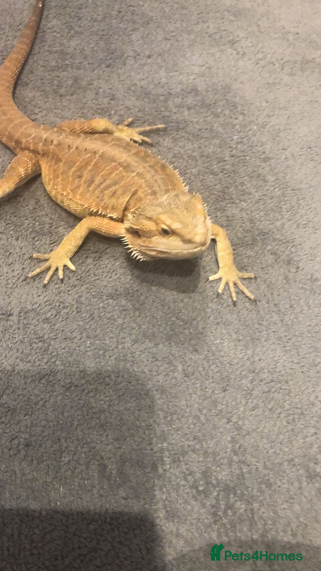 Bearded Dragon reptiles for sale: Male bearded dragon - Image 1