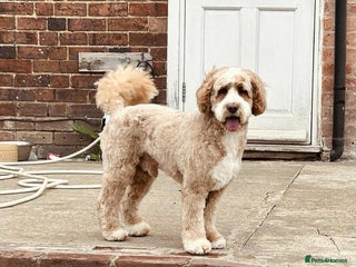 Mixed Breed dogs Beautiful miniature labradoodle puppies - Advert 7