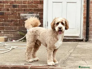 Mixed Breed dogs Australian Double doodle puppies - Advert 2