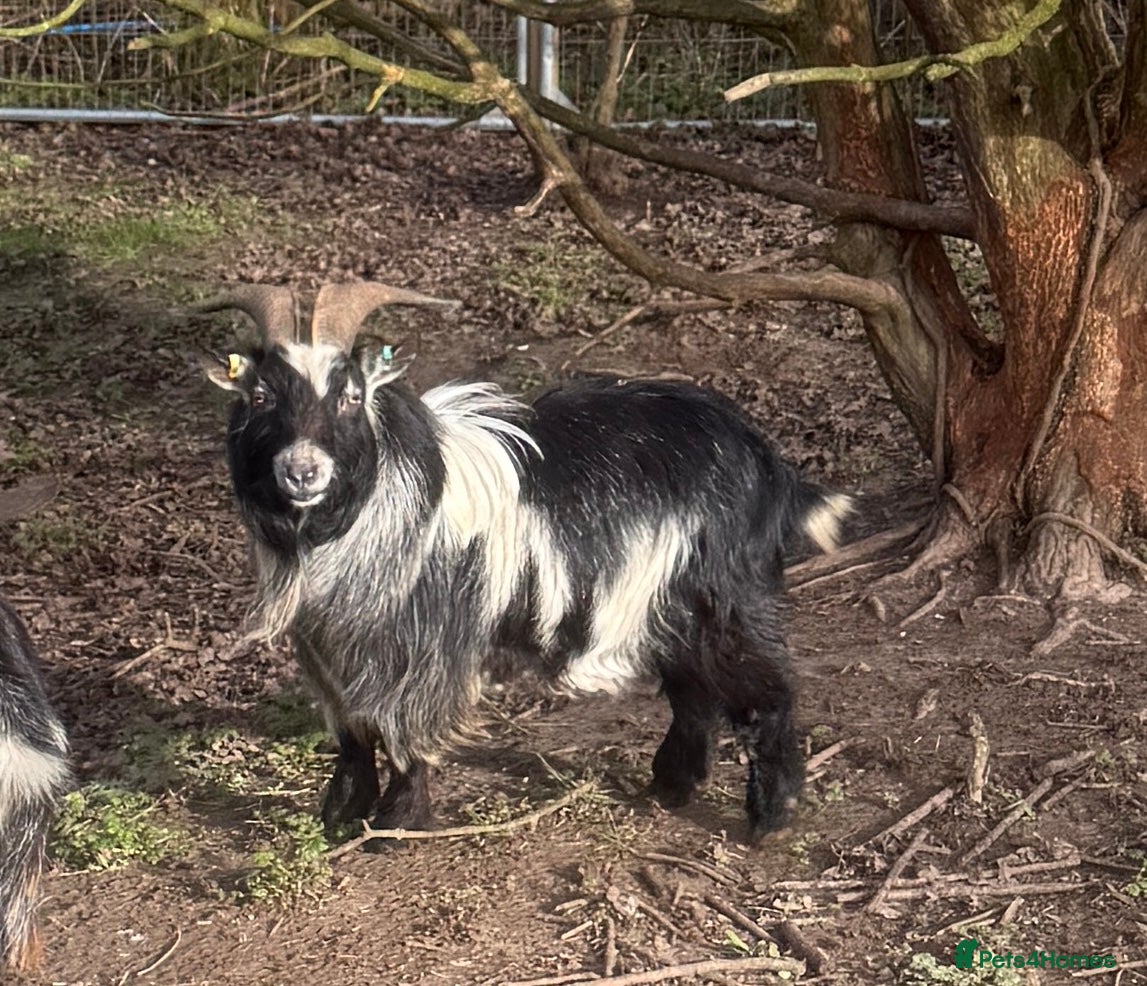 Goats livestock Pedigree Pygmy Goat - Excellent Stud - Advert 6