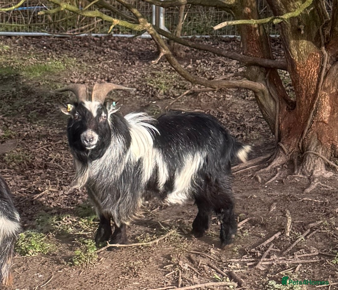 Goats livestock for sale: Pedigree Pygmy Goat - Excellent Stud - Advert 1