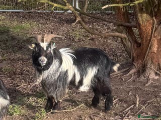 Goats livestock Pedigree Pygmy Goat - Excellent Stud - Advert 6