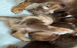 Miniature Dachshund dogs for sale: Miniature Long Haired Dachshund **Last Boy** in Saint Helens - Image 25