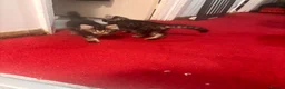 Mixed Breed cats for sale: 4 Domestic Shorthair Kittens in Southall - Advert 3