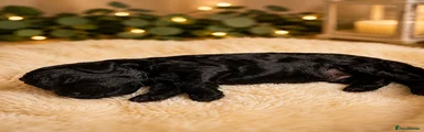 Scar