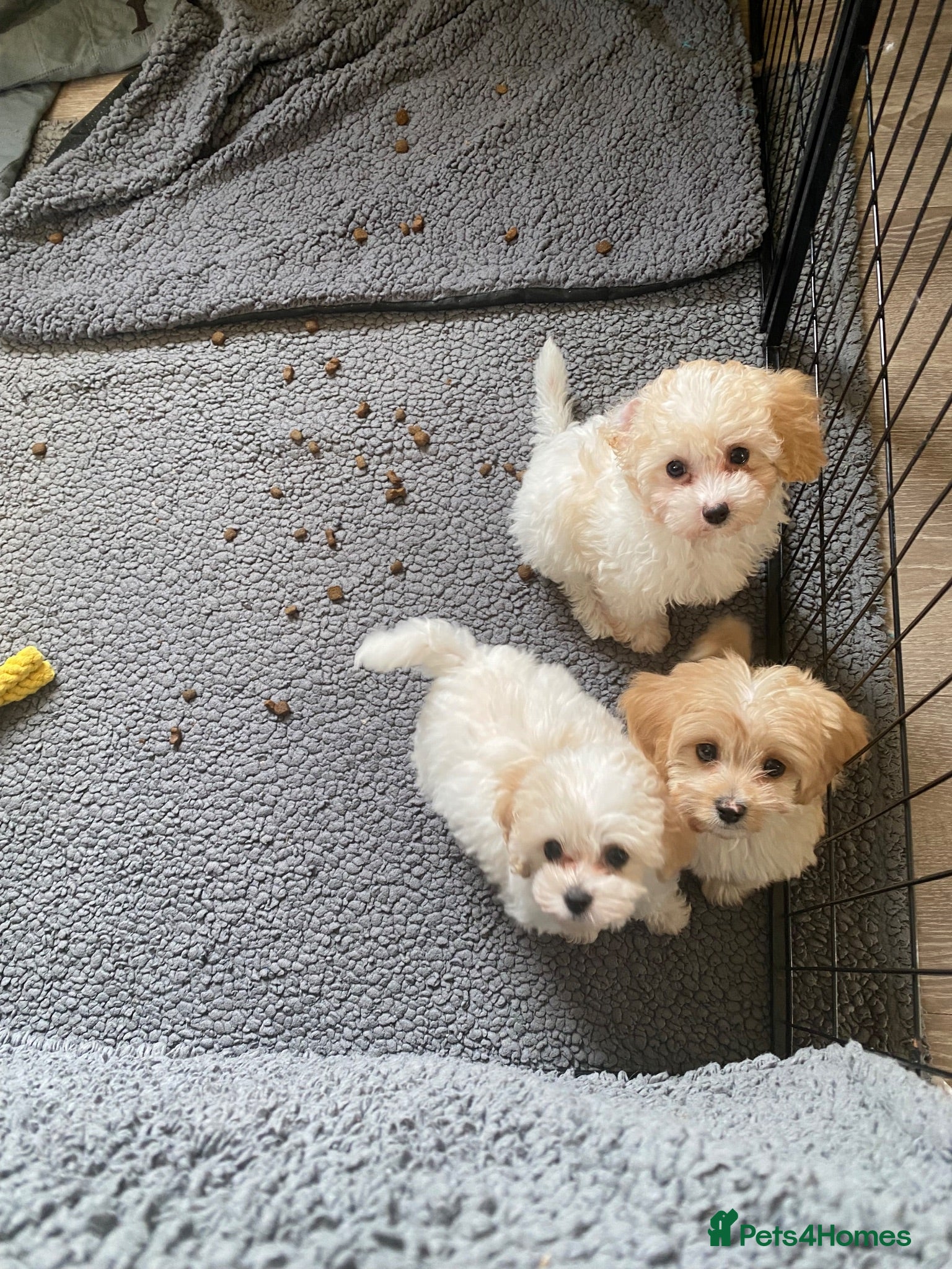 Cavapoochon dogs Cavapoochon puppies with 5 weeks free insurance   - Advert 8