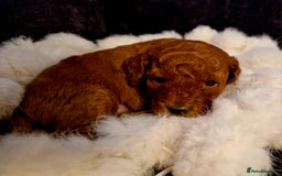 Cockapoo dogs for sale: Stunning litter of Fox red miniature Cockapoo's  - Image 10