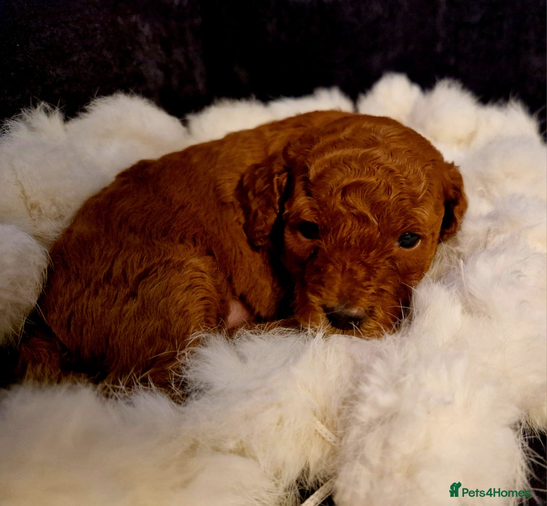 Cockapoo dogs for sale: Stunning litter of Fox red miniature Cockapoo's  - Image 10