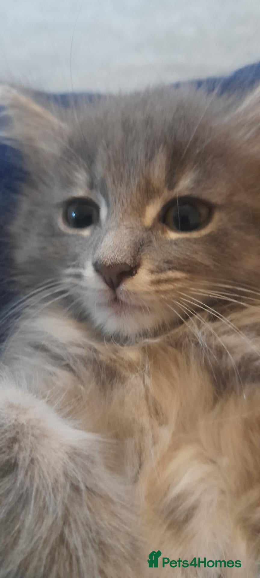 Mixed Breed cats Cute kittens  - Advert 2