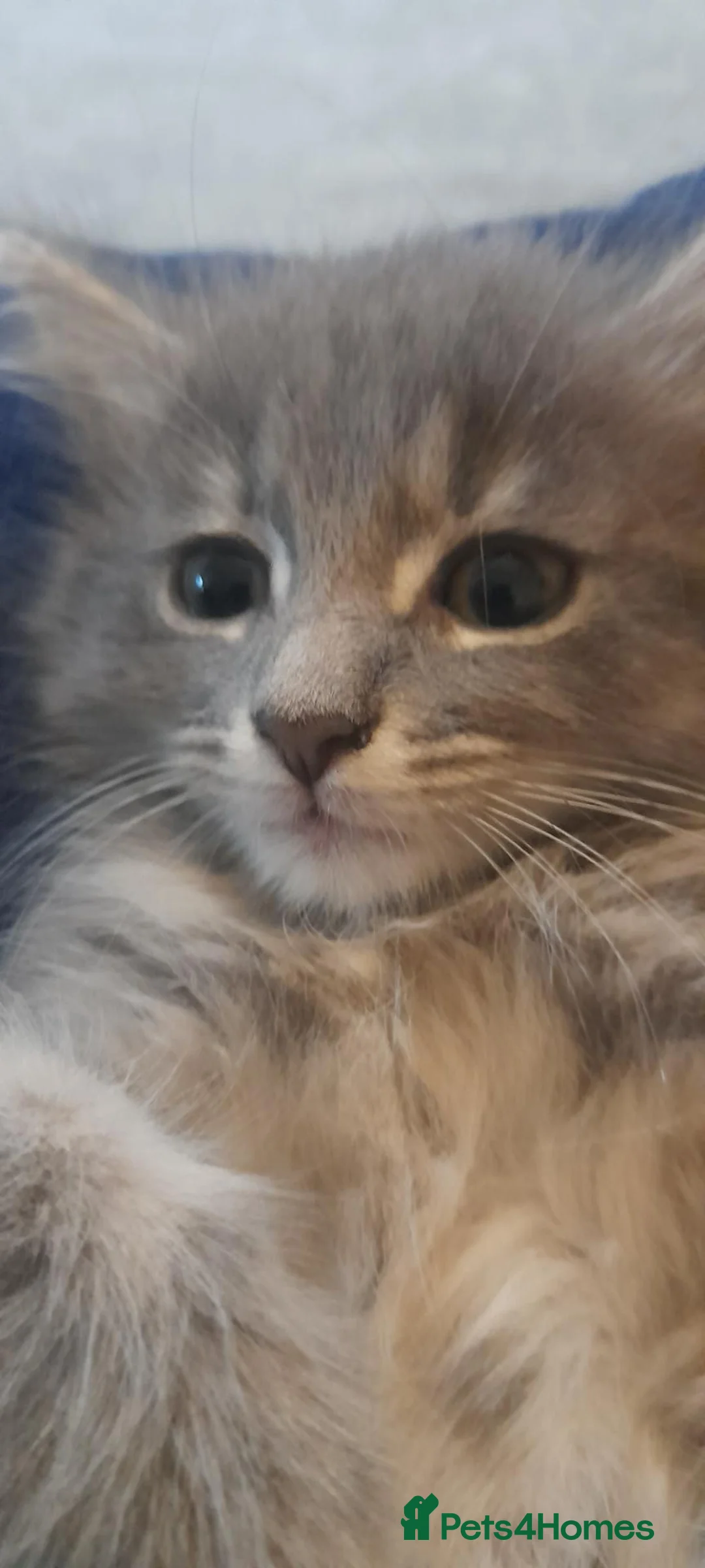 Mixed Breed cats for sale: Cute kittens  - Advert 1
