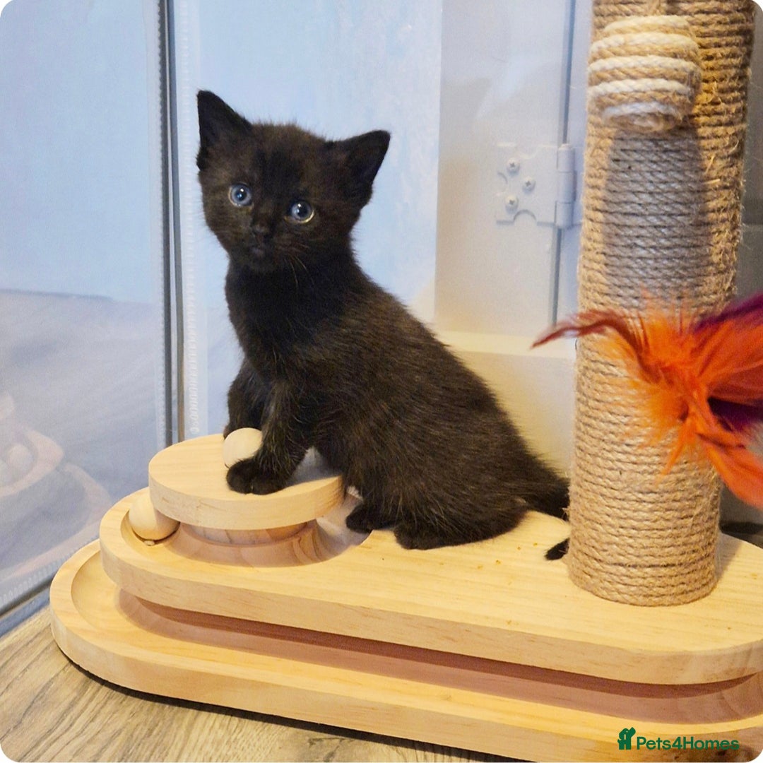 Ragdoll cats for sale: Part Ragdoll Female Kittens  - Image 7