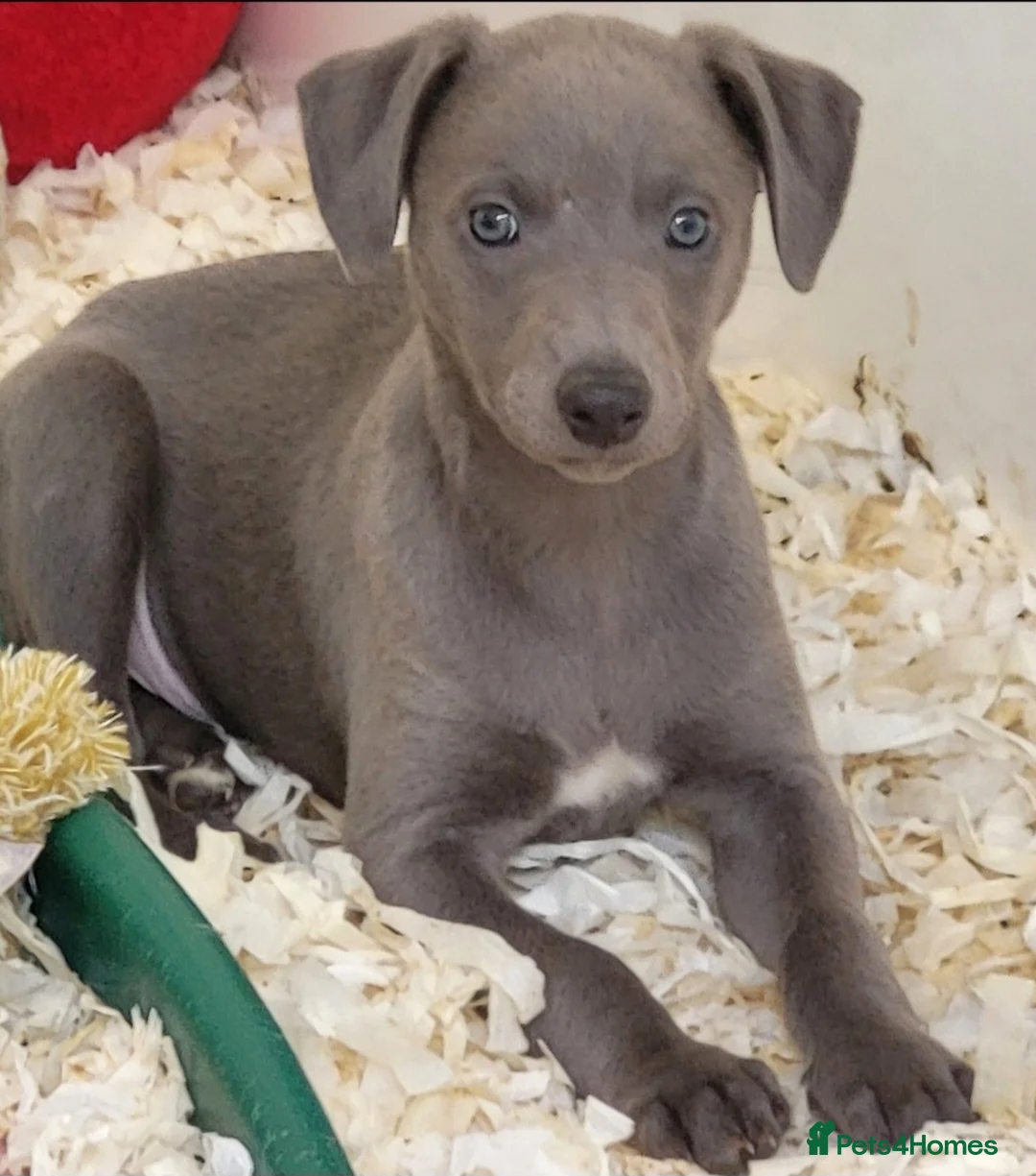 Whippet dogs for sale: Pedigree Whippet Blue Puppies - Advert 1