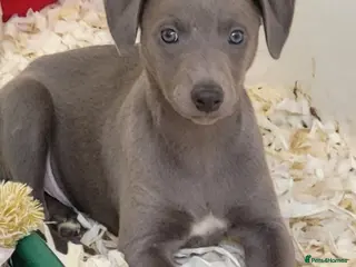 Whippet dogs Pedigree Whippet Blue Puppies - Advert 2
