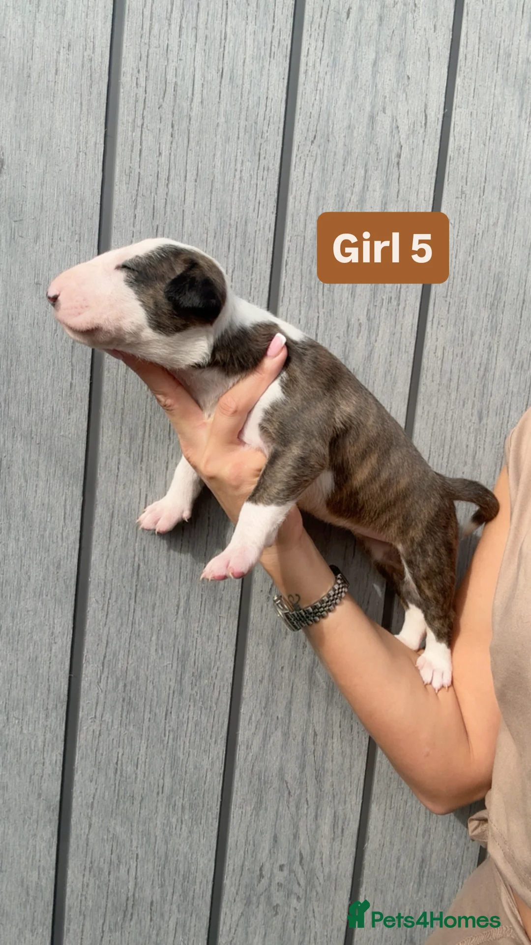 English Bull Terrier dogs for sale: KC REG English Bull Terrier puppies 🐶 - Advert 2