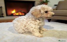 Poochon dogs for sale: Beautiful Poochon Boy Puppy - Image 1