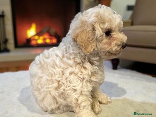 Poochon dogs - Advert 3