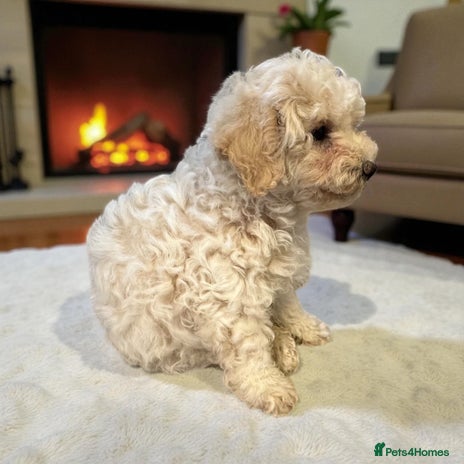 Poochon dogs - Advert 1