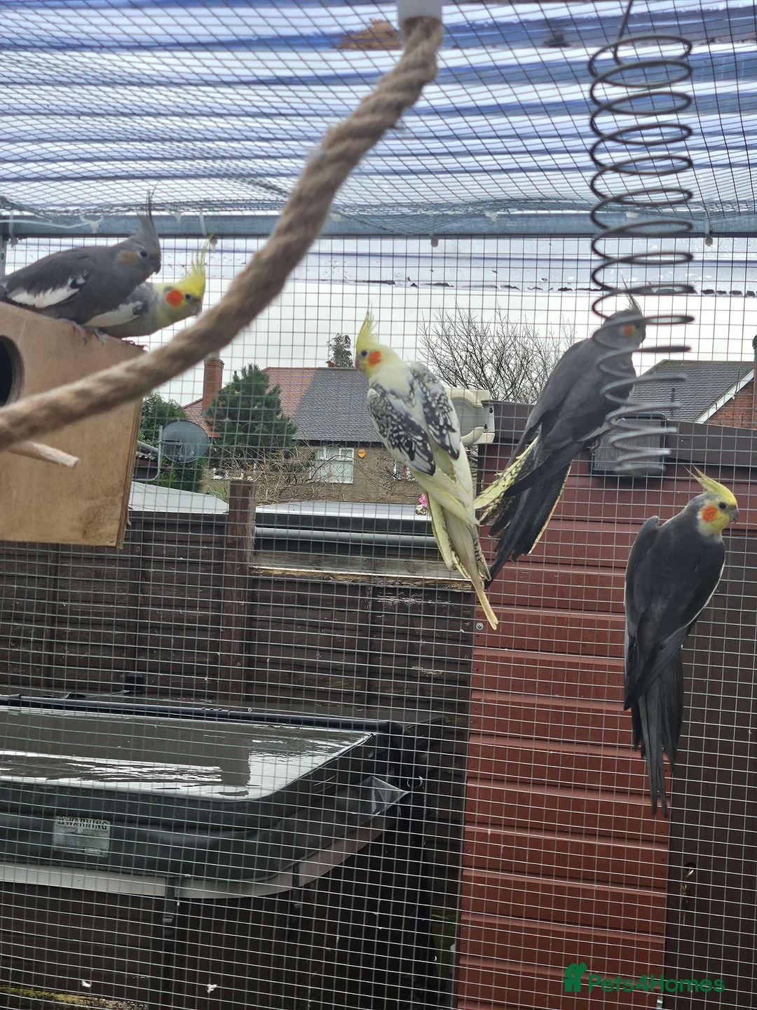 Cockatiels birds for sale: Mixed Cockatiels - Advert 9