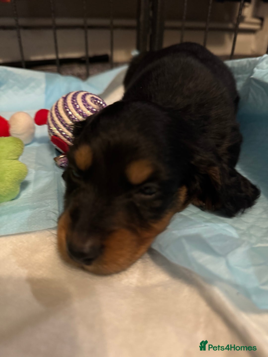 Miniature Dachshund dogs for sale: Beautiful minature dachshunds  - Advert 10