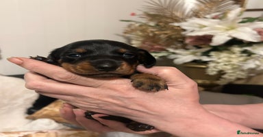 Miniature Dachshund dogs - Advert 3