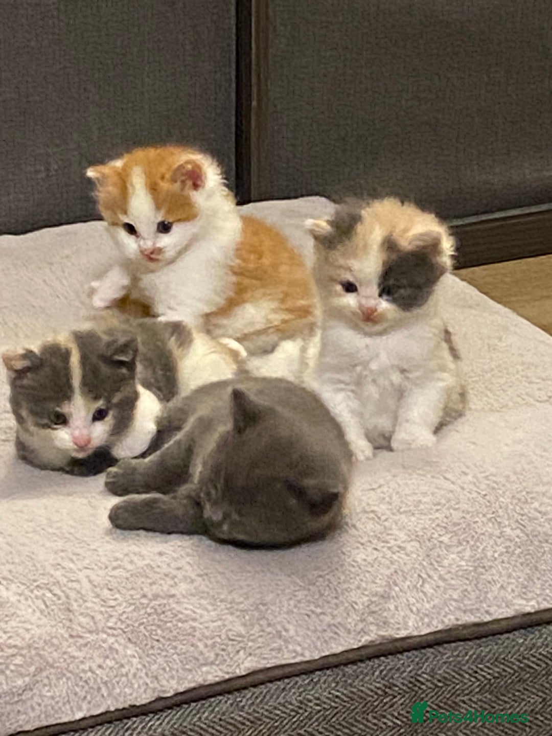 American Shorthair cats for sale: 4 amazingly beautiful kittens - Advert 1