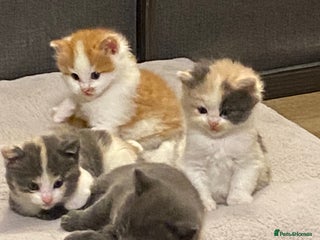 American Shorthair cats 4 amazingly beautiful kittens - Advert 5