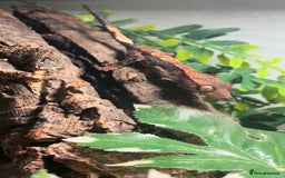Gecko reptiles for sale: Brown Dalmatian Crested Gecko in Banbury - Image 26
