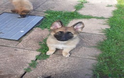 German Shepherd dogs for sale: Straight back gsd puppies  - Image 1