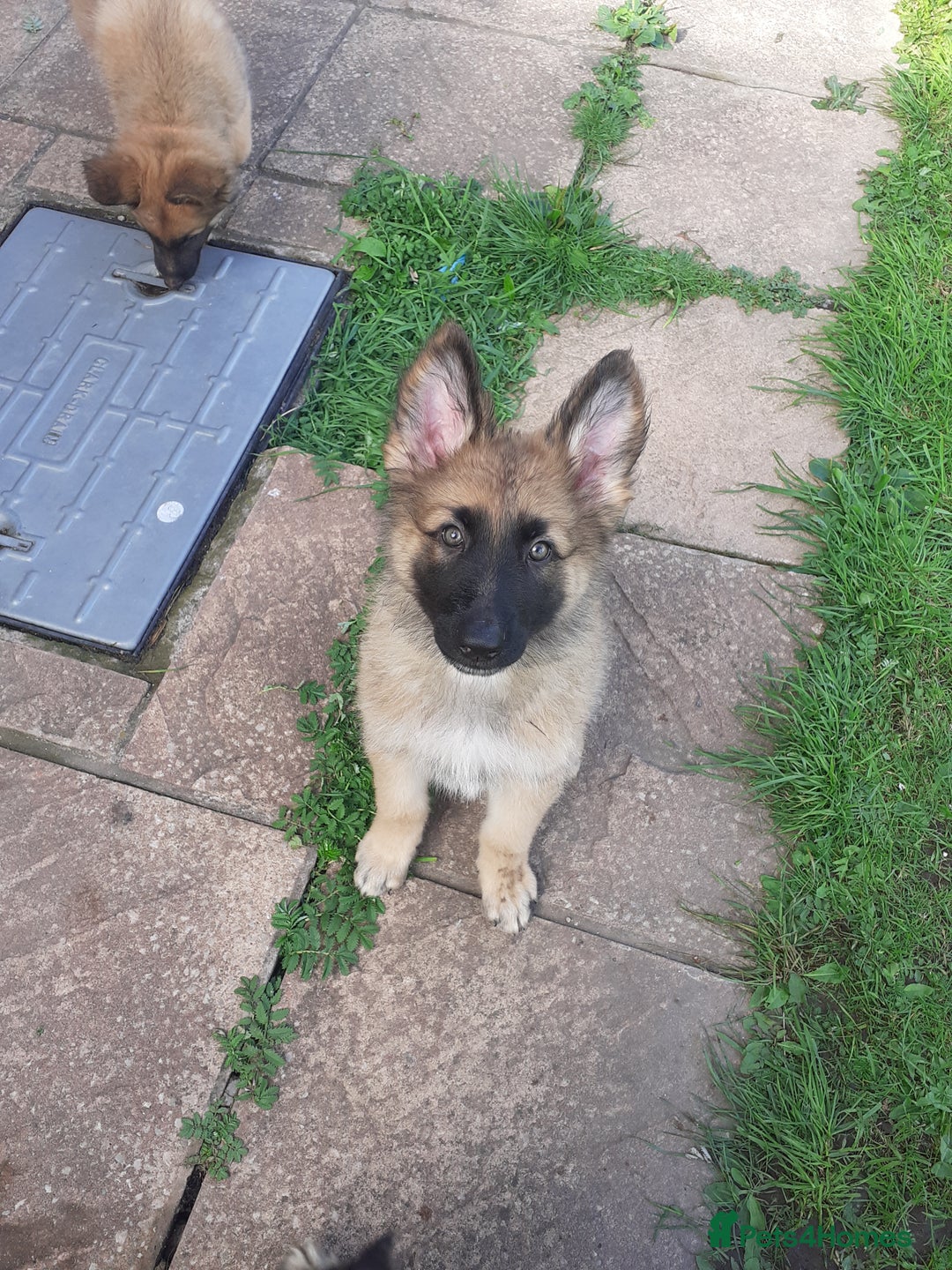 German Shepherd dogs for sale: Straight back gsd puppies  - Image 1