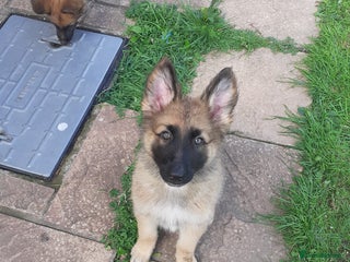 German Shepherd dogs - Advert 21