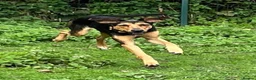 Mixed Breed dogs for adoption: Moca needs a loving home  - Advert 13
