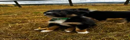 Mixed Breed dogs for sale: Kelpie x collies BEAUTIFUL LITTER - Advert 39