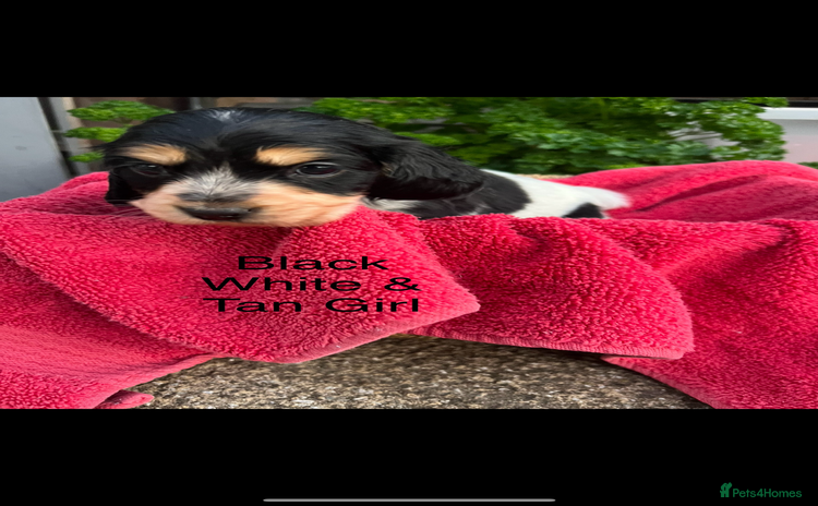 Cocker Spaniel dogs - Advert 15