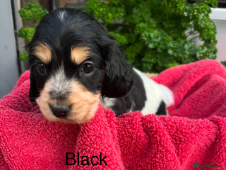 Cocker Spaniel dogs Adorable Show Cocker Spaniel Puppies - Advert 16