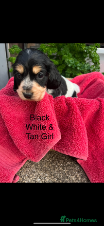 Cocker Spaniel dogs - Advert 15