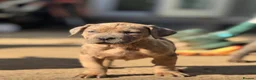 Neapolitan Mastiff dogs for sale:  5LEFT Neapolitan Mastiff x Cane Corso  - Advert 4
