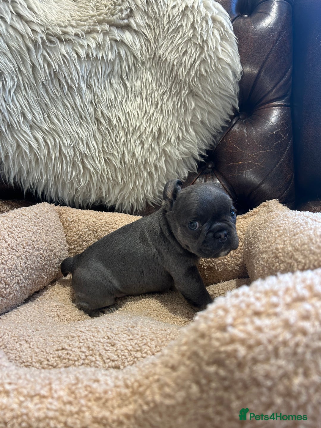 French Bulldog dogs for sale: French bulldog pups  - Advert 13